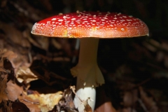 Fungo Muscaria (Daniele Buttolo)