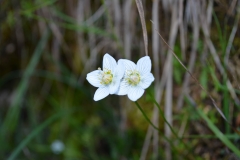 Parnassia Palustris (Christian Madotto)