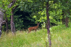 Capriolo (Daniele Buttolo)