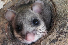 Ghiro (Luciano Micelli)