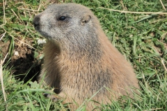 Marmotta (Luciano Micelli)