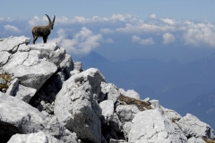 Stambecco solitario (Marco Di Lenardo)