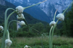 Fiori d'aglio (Laura Beltrame)