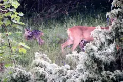 4 – Razza Valentina: L'emozione per le nuove creaturine che si affacciano ai prati