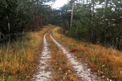 Pinete monte Plagna