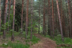 Sentiero nel bosco (Marco Di Lenardo)