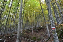 Faggeta